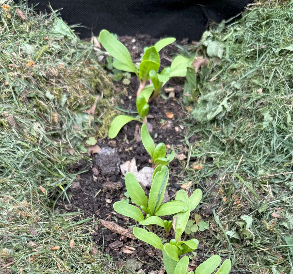 Bladbeder ca. 3 uger efter såning